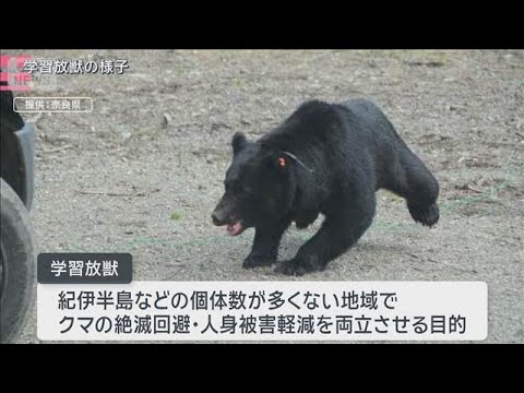 奈良県の学習放獣見直しでクマ再出没、住民の安全と保護の軋轢が浮き彫りに