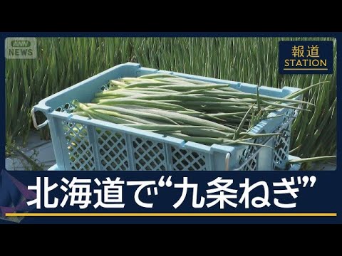九条ねぎ、北海道で栽培へ――記録的猛暑で産地移転の是非が浮上