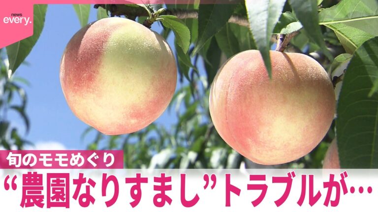 SNSでのニセ通販投稿が急増、実在農園をかたる桃の格安販売に注意喚起