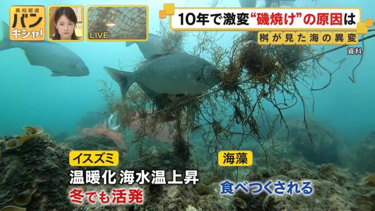 「釣りの聖地」が砂漠化？五島市の磯焼けとその対策に迫る