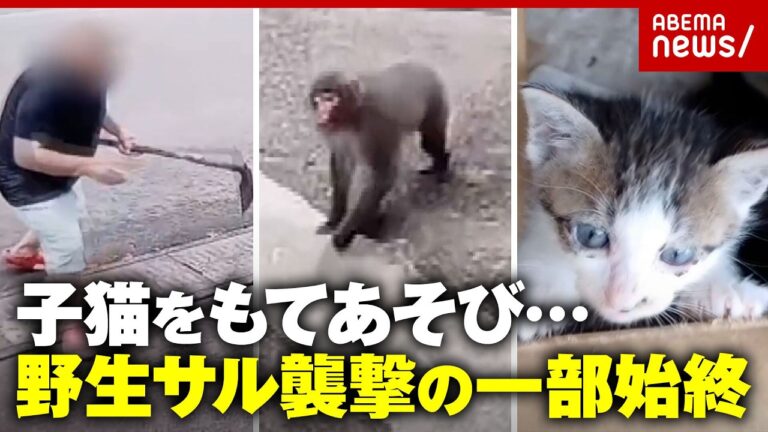 筋肉質なサルが子猫4匹をおもちゃのように扱う様子が話題に【ABEMA的ニュースショー】