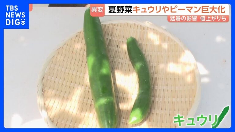 キュウリが“巨大化”で出荷不能、価格1.5倍に — ゴーヤ半額で食卓が変わる現場
