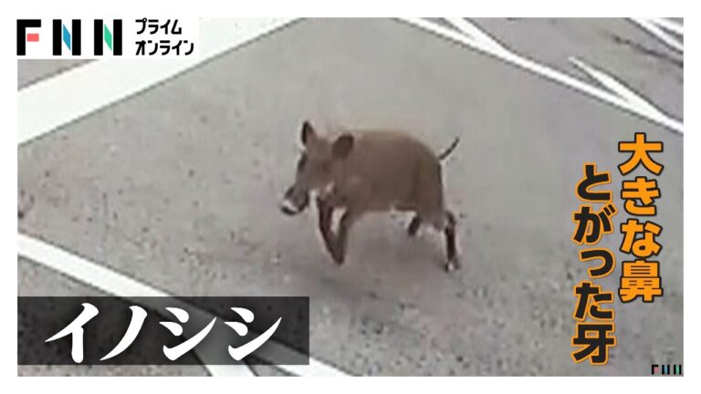 猛スピードでイノシシが会社敷地内に突進、台車で応戦し追い返す様子が話題に