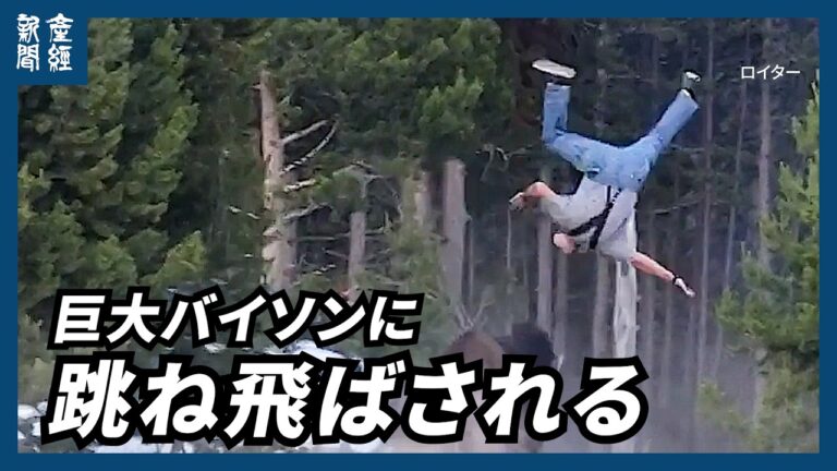 イエローストーン国立公園で巨大バイソンが男性を跳ね飛ばす瞬間の映像に寄せられた声