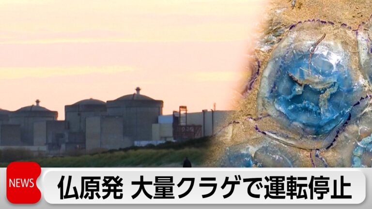 グラブリーヌ原発でクラゲ大量発生、原子炉停止 海洋影響に驚きと不安の声