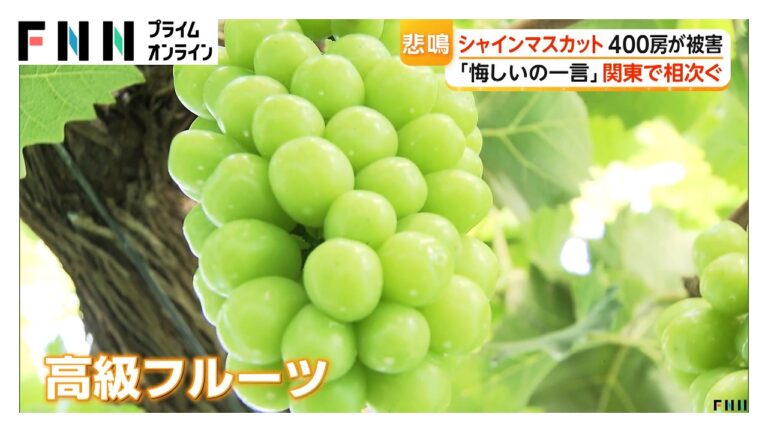 収穫前のシャインマスカット約400房が盗まれる 農家の怒りと地域の不安
